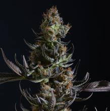 Cinderella 99 | Sativa-Hybrid